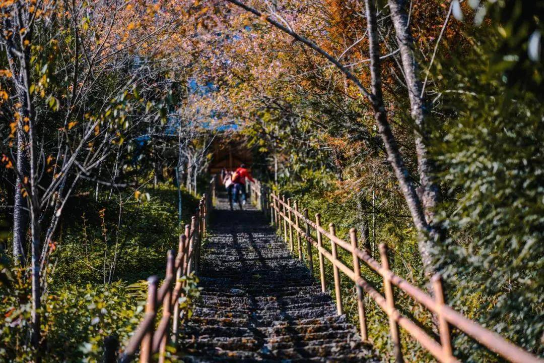 景区|【国家AAA级景区】腾冲樱花谷景区