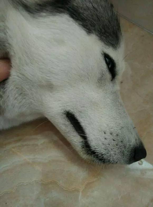 抽屉|回家发现二哈昏睡不醒,看到散落在地的安眠药,立马送医院!