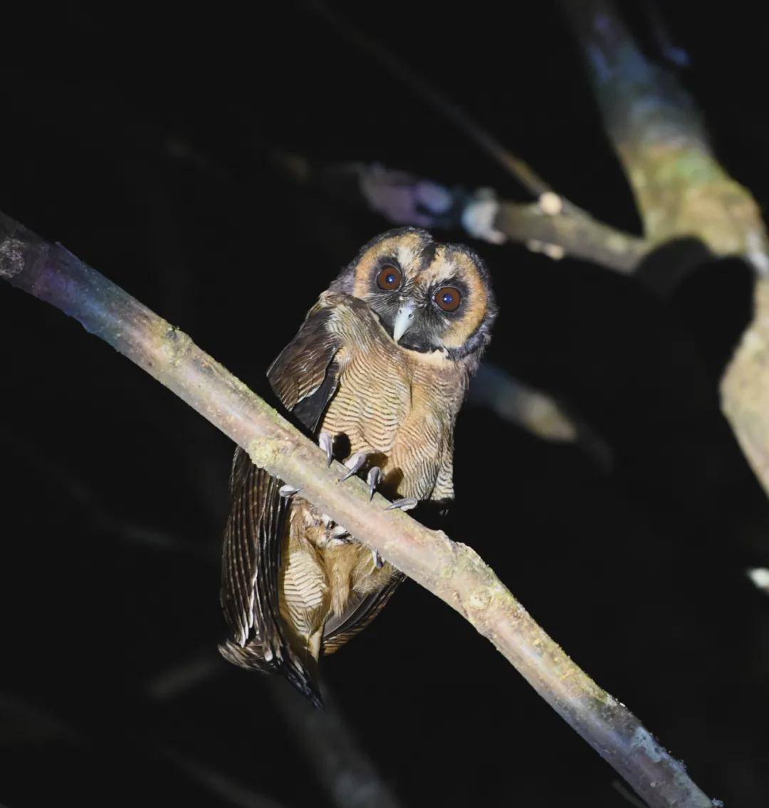 鸟人|COP15 | 当“鸟人”遇上“吹胡子瞪眼睛”的怪鸟