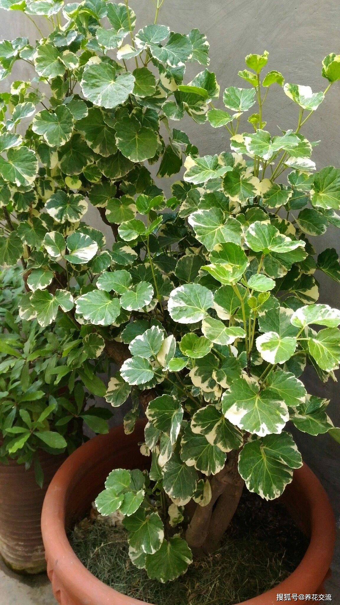 福禄桐五大品种欣赏盆栽养护容易掉叶黄叶做好几点可避免