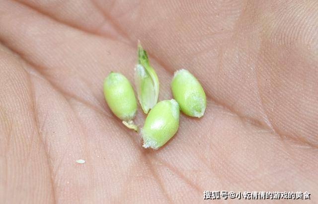 麦香|5月，又到烧麦穗吃的季节，这种童年的美食，你多久没吃了？