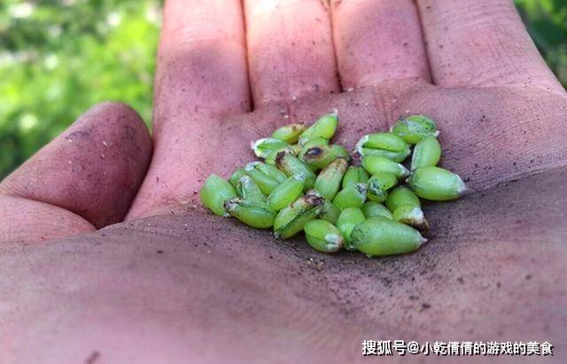 麦香|5月，又到烧麦穗吃的季节，这种童年的美食，你多久没吃了？