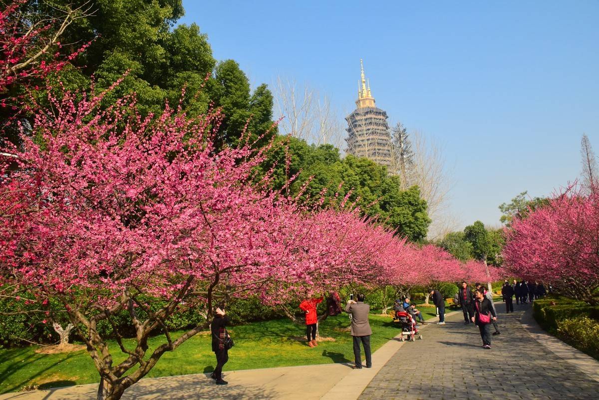 文笔夕|常州红梅公园