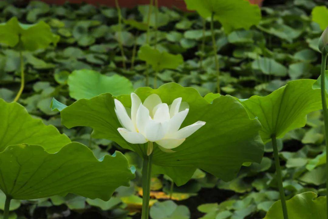 荷花|绝美！西京学院荷花绽放！