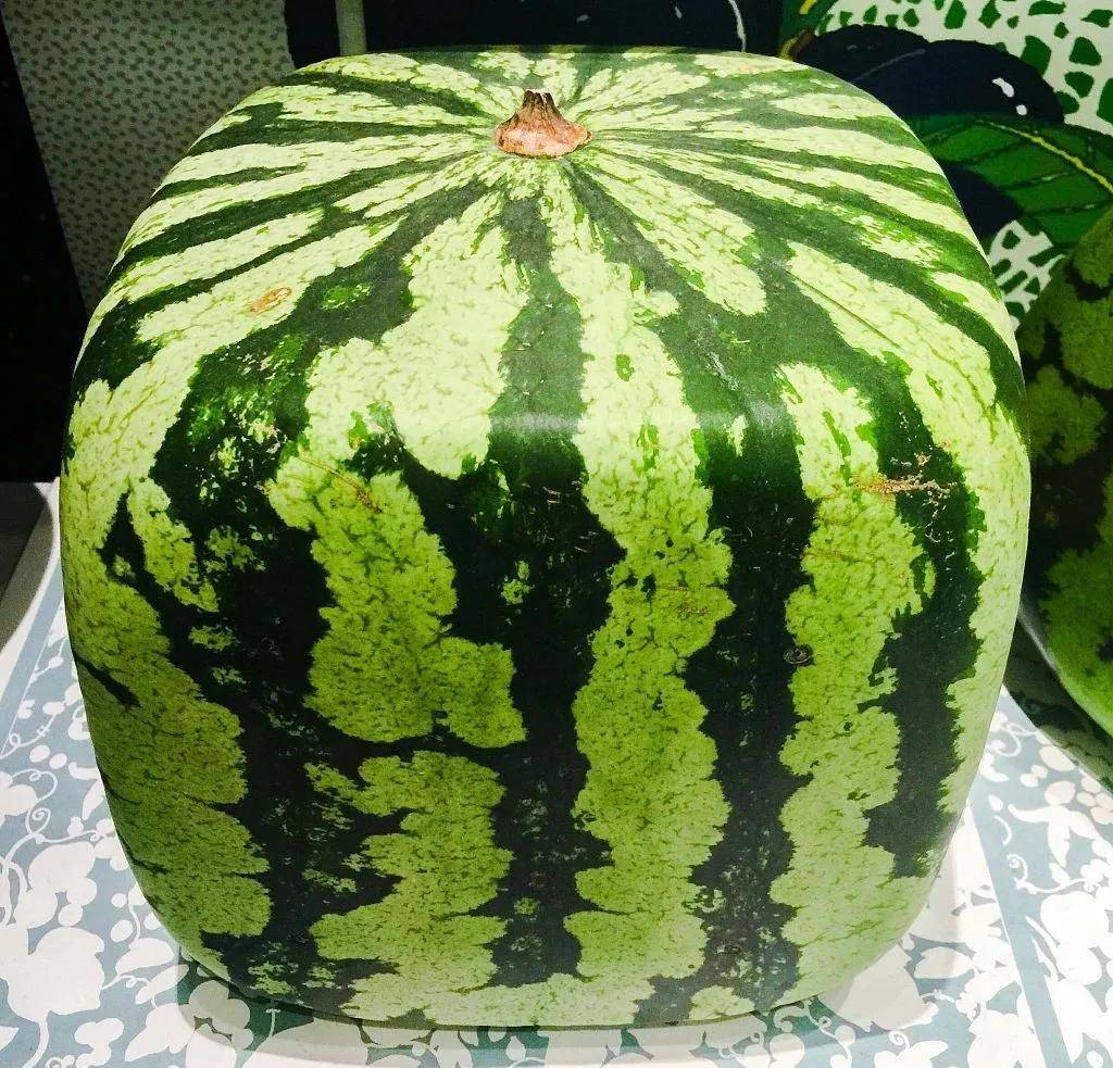 西瓜怎么挑（西瓜怎么挑才知道是甜的）