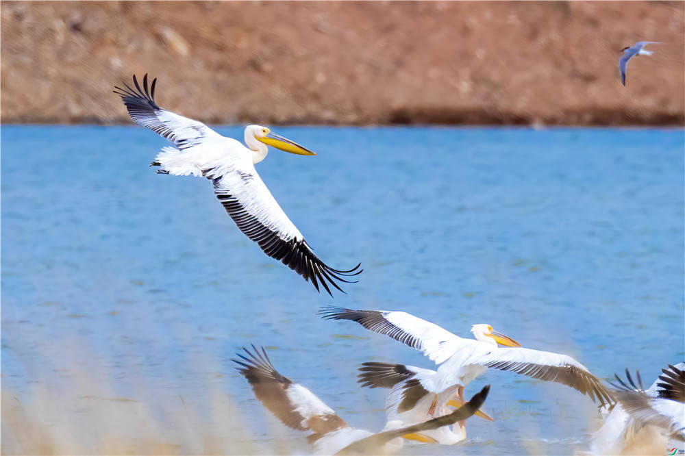 原创青海湖发现骆驼鸟喉囊如网兜捕到鱼让鱼在里面滚3分钟才吞下