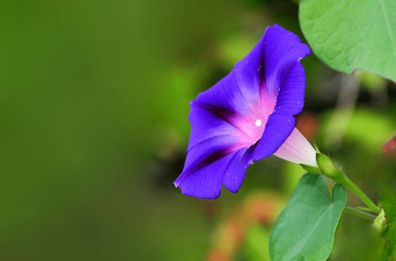 牵牛花伴七夕节 十首有关牵牛花的诗词 如夏花之绚烂 风露