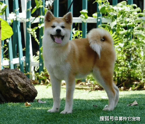 秋田犬的性格特点 你知道吗 狗狗