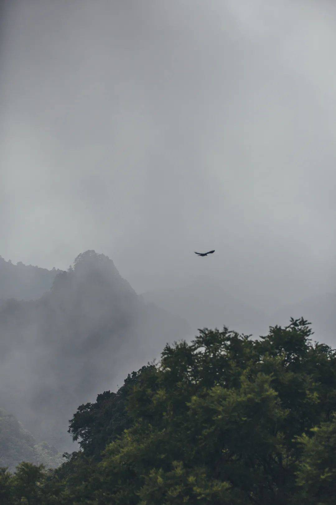 楼台|武当山下觅琴音