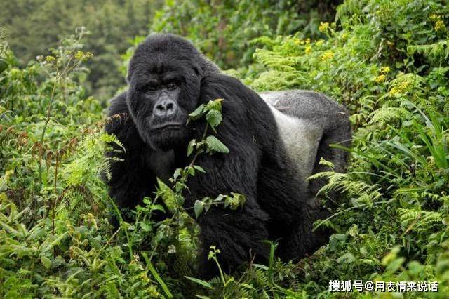 为什么会有人类这个物种 e284c9f51c204b5594de796b0f2cbb48.jpeg
