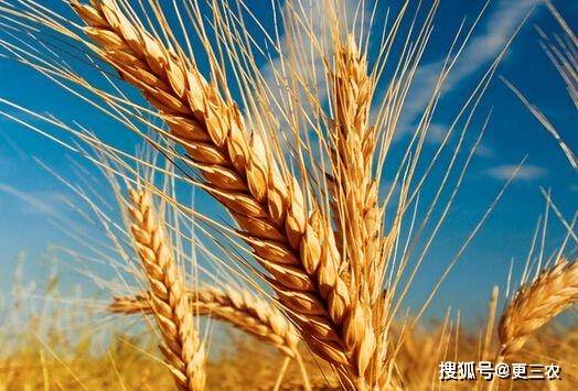 跳水|预警升级！8月12日，猪价跳水，玉米、小麦行情“变脸”！