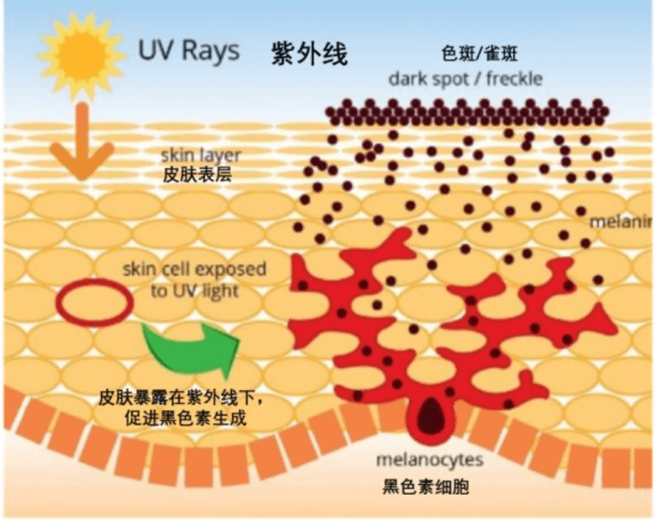 多巴|美白你只知道烟酰胺？？