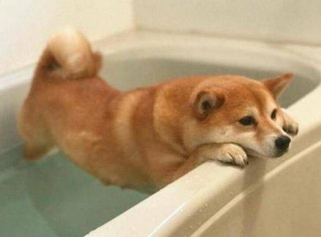 為了不洗澡柴犬也是拼了，趴在浴池邊上半小時愣是一動沒動 萌趣萌寵 第2张