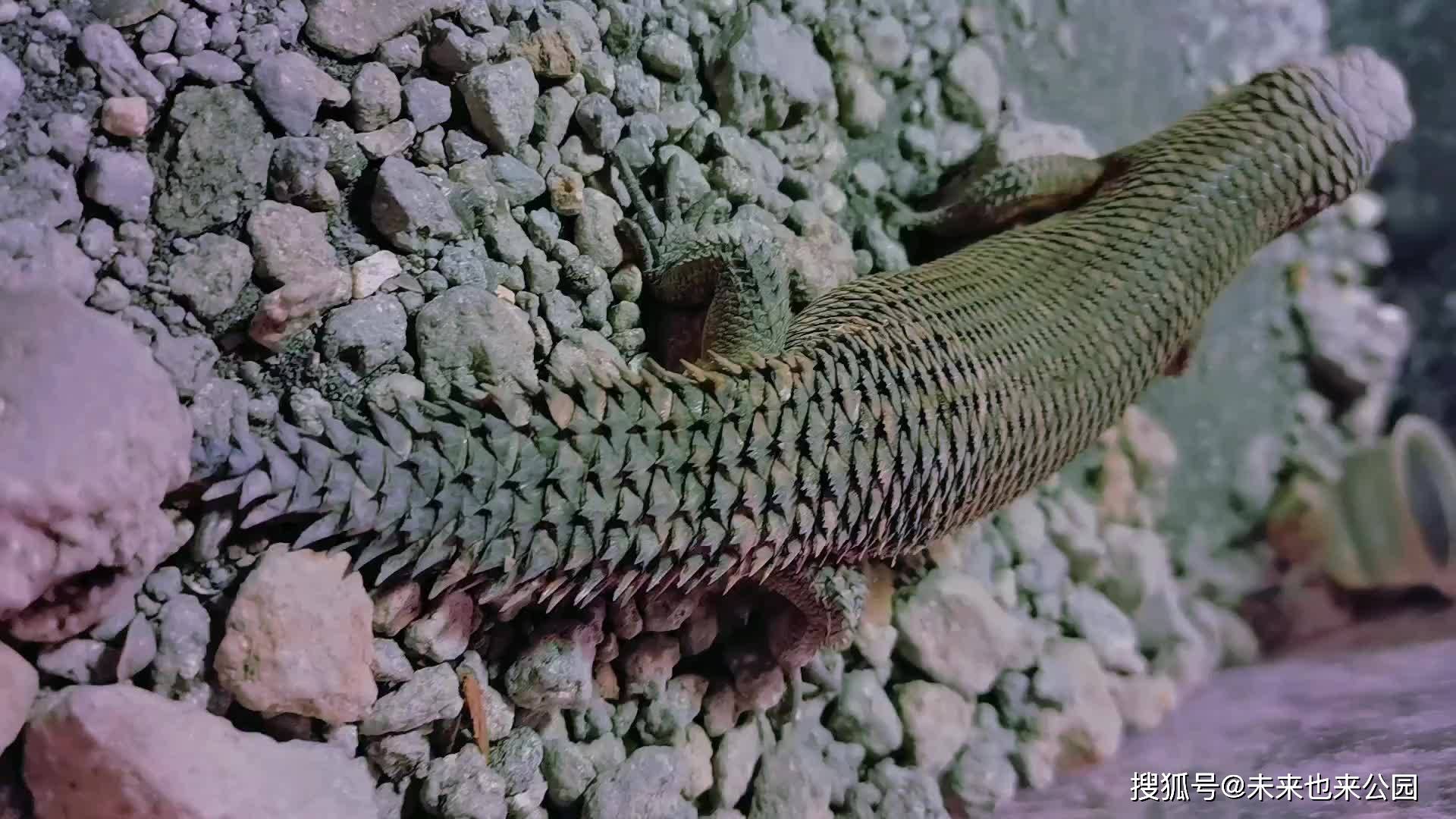 爬行动物展刺尾岩蜥