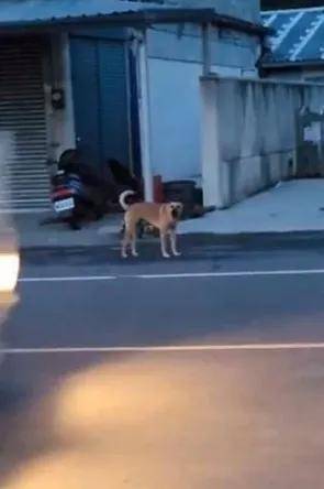 带着|二哈出门被小黄狗骂了一整路，原因竟是这个……