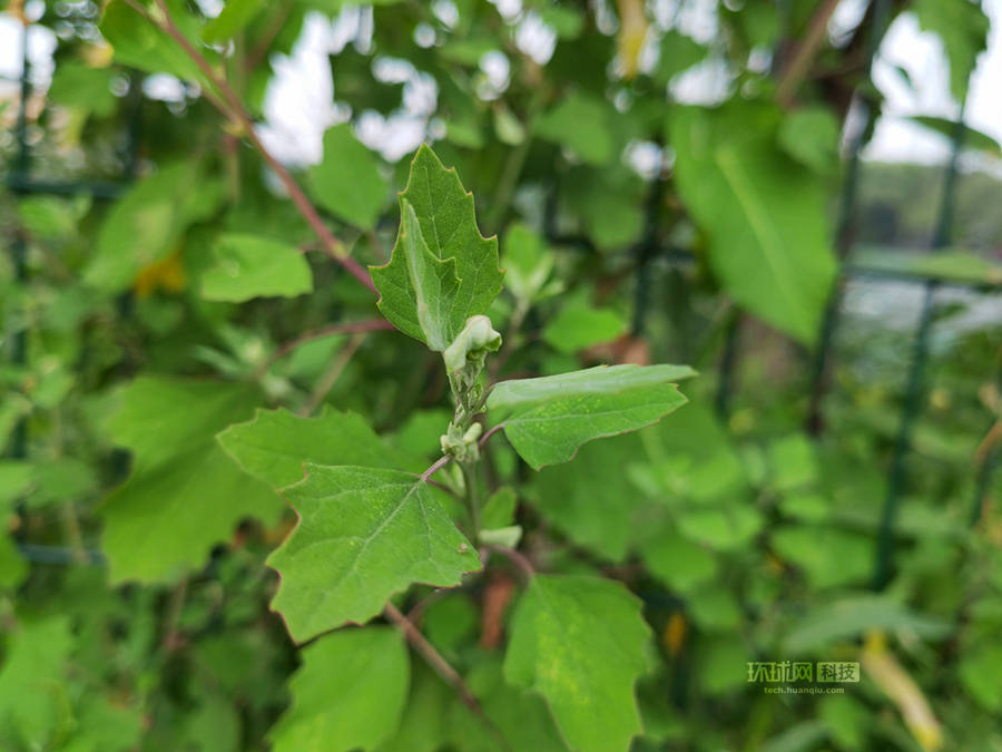 Magic|荣耀Magic3 Pro首发评测：一部好看且配置强的标志性全能科技旗舰