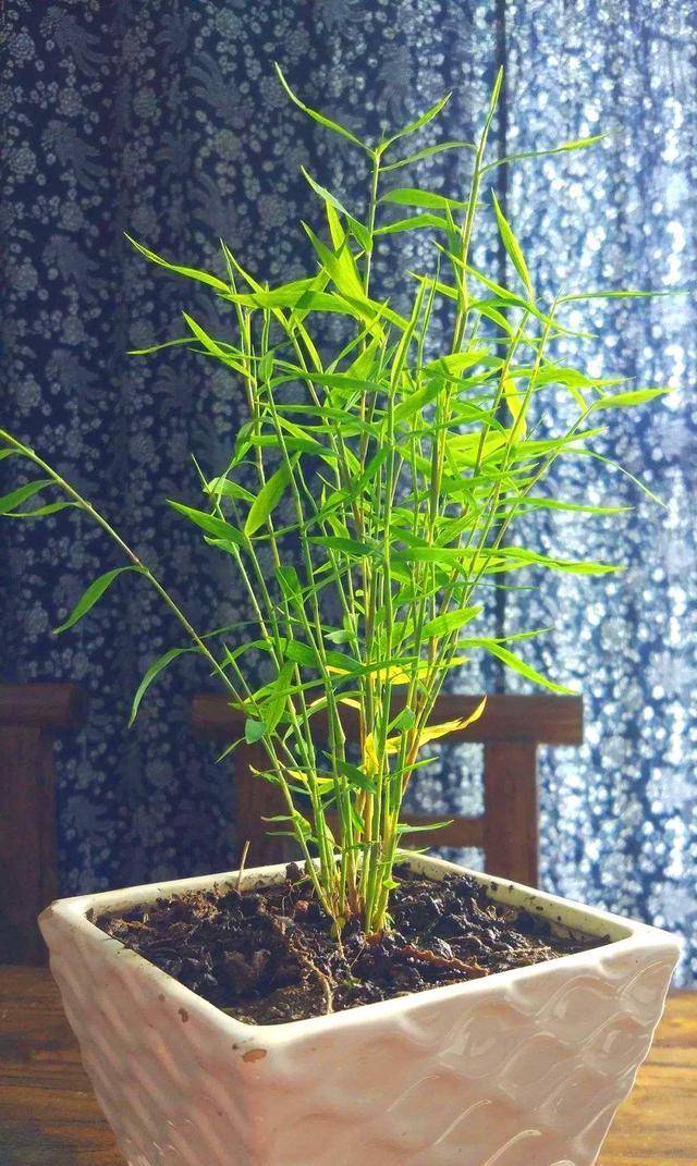 原创养竹不用庭院,这种摆放在桌面上,不比花朵差