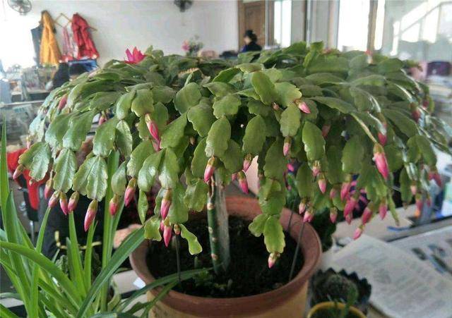 立秋后养蟹爪兰 浇水施肥都要操作 秋冬花期提前不少 开花