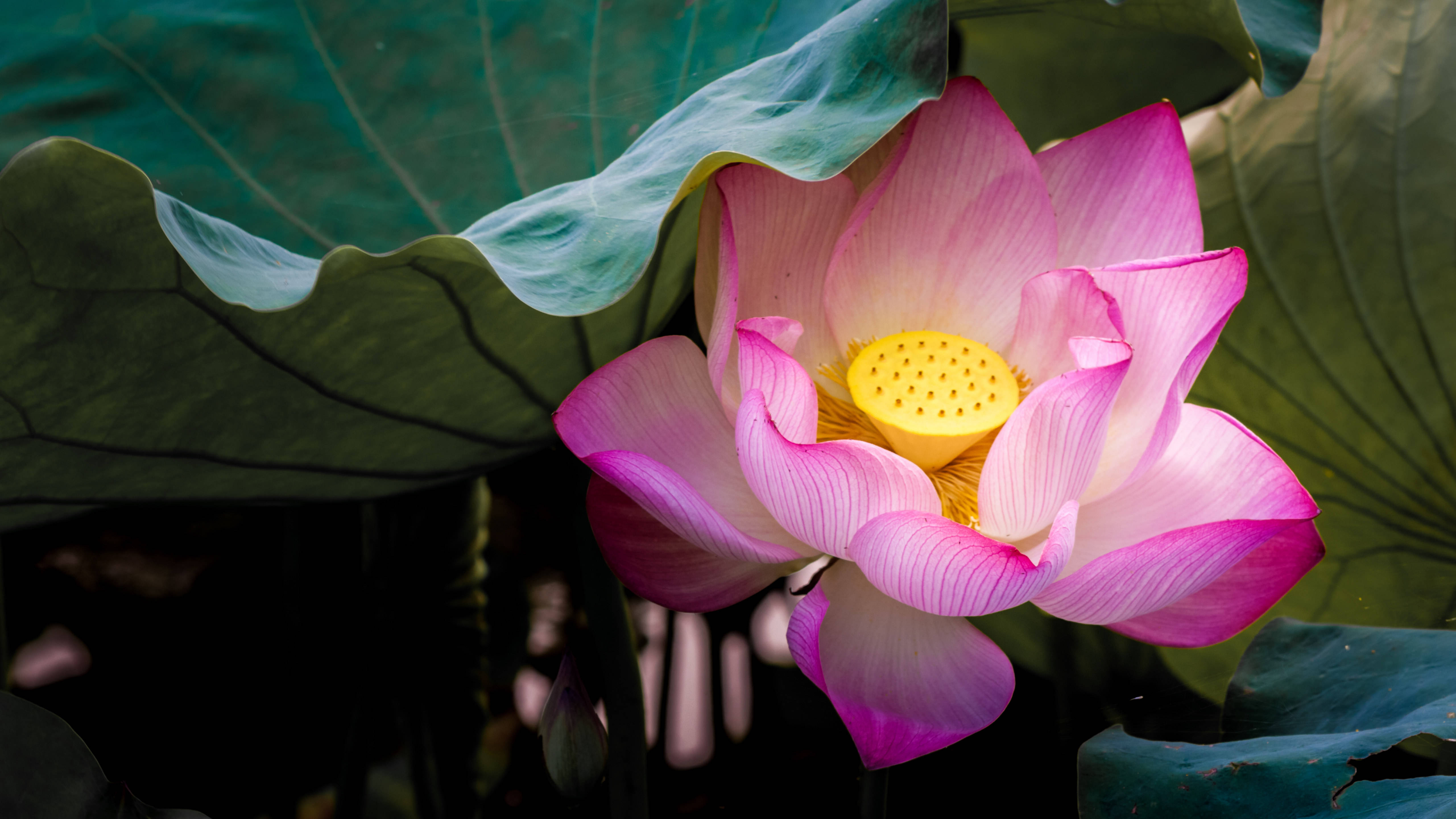 分析|李生兰学前教育学各章知识点试卷及答案pdf