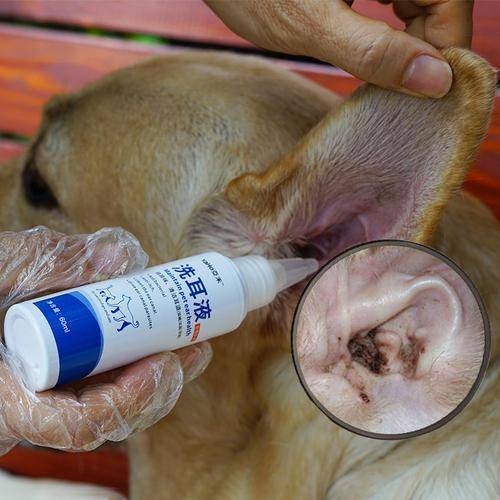 狗为啥会有耳螨 077baf9794e3491297e63ef78bc76f82.jpeg