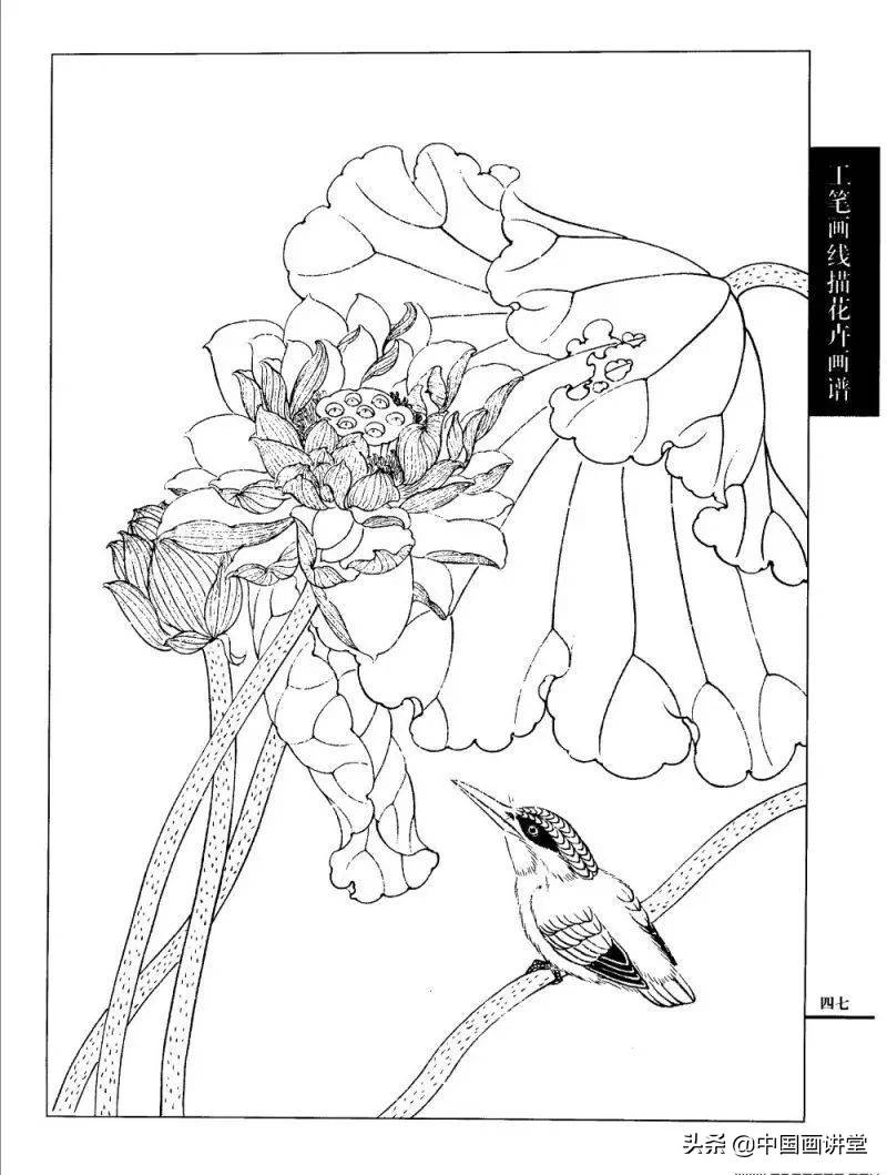 工笔画,线描荷花,各种荷花的画法