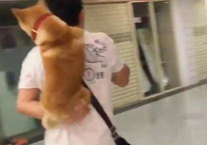 主人帶柴犬逛街，還沒逛多久，它就讓主人背著才肯走 萌趣萌寵 第3张