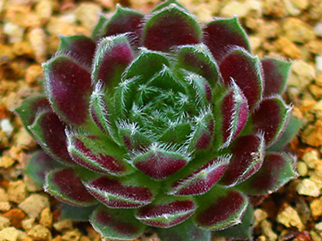 原创养好这些多肉牡丹太难了,要谨慎入手