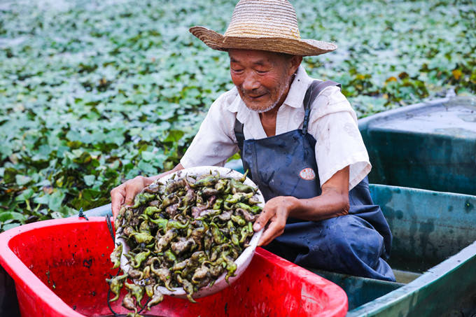 河南光山县:菱角飘香收获忙_种植