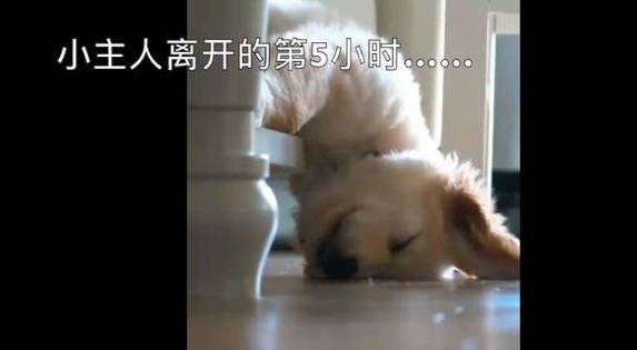 崩溃|小主人去上幼儿园，金毛在想念她的第5个小时后，直接崩溃！