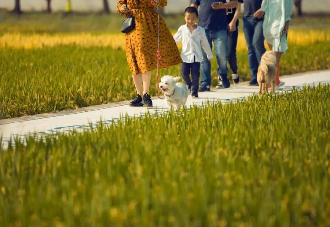 田园|乡村旅游，是一个经济现象 ? 关联产业多达100多个，三大升级方向！