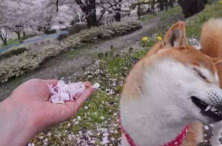 網友讓柴犬聞花瓣香不香，柴犬直接拒絕，就不聞就不聞 萌趣萌寵 第1张