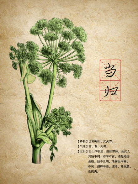 叶柄|【马博士聊本草】女科要药（二）：当归的故事——道地