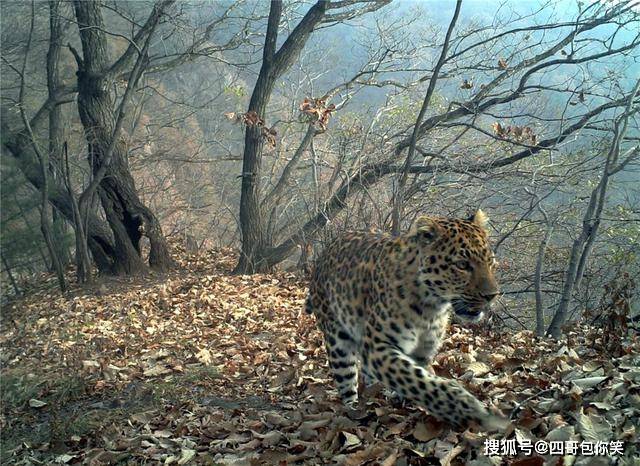 西太行发现一只华北豹，右前肢受伤严重，经证实确为村民设套所伤