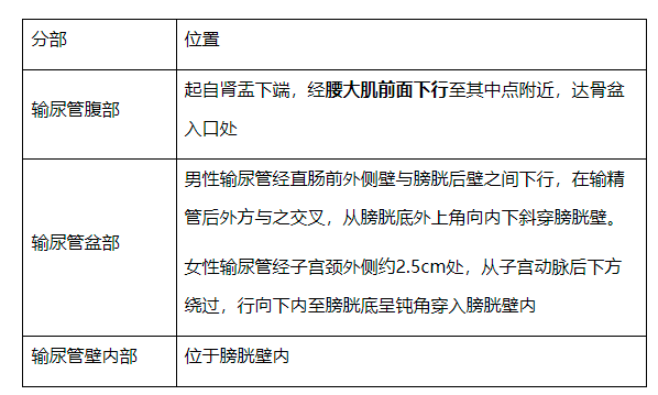 輸尿管的相關知識點總結