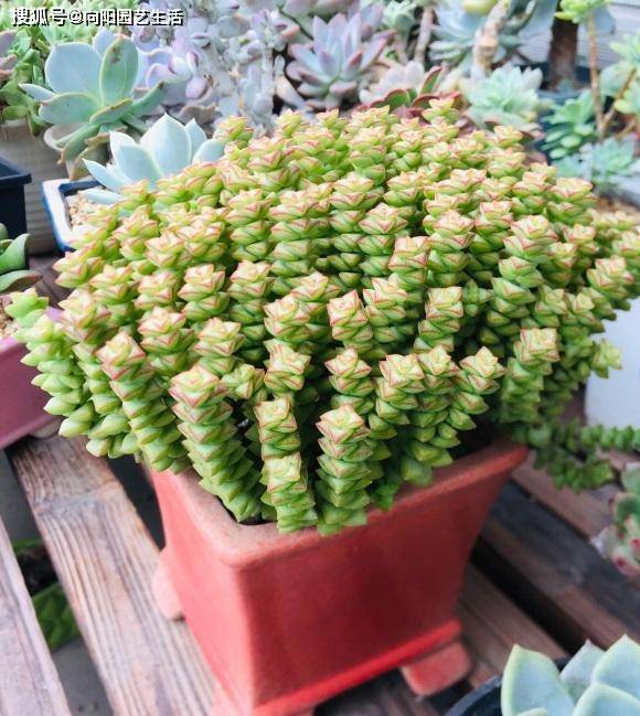 多肉要施肥吗 完全不用 一点肥不需要用 依然长得健康 肥料