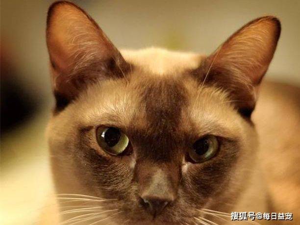 独立|6种寿命长的猫咪，推荐给喜欢养猫的人！