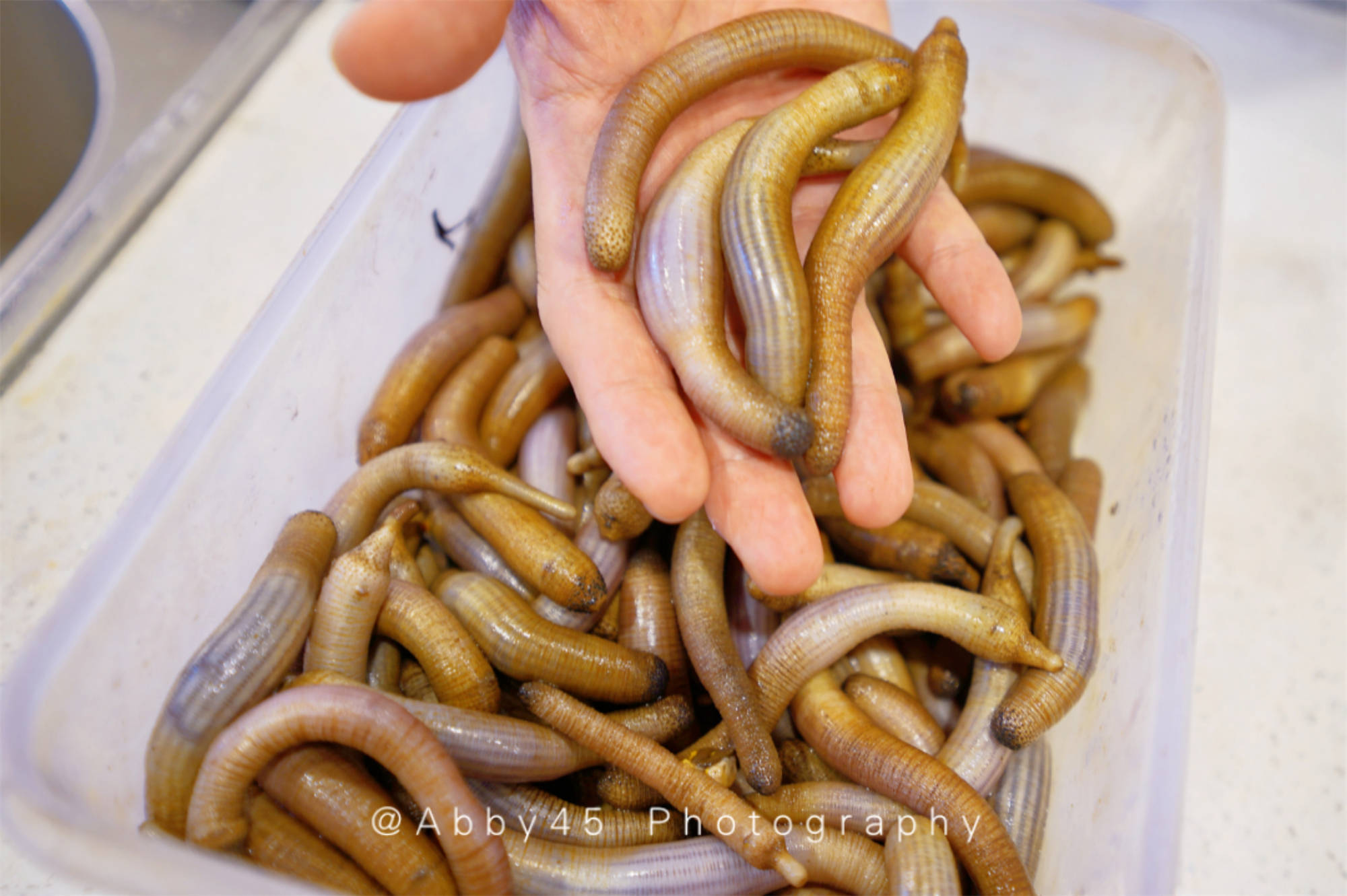 很多外地游客望而却步的原因是知道里面的土笋又名海蚯蚓.