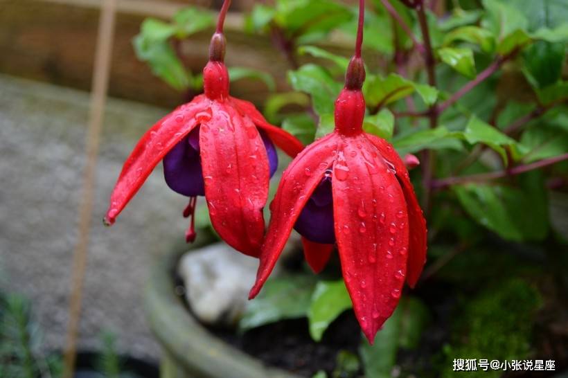 睡眠|总是爱忘事的三类生肖，马马虎虎，总是粗心大意