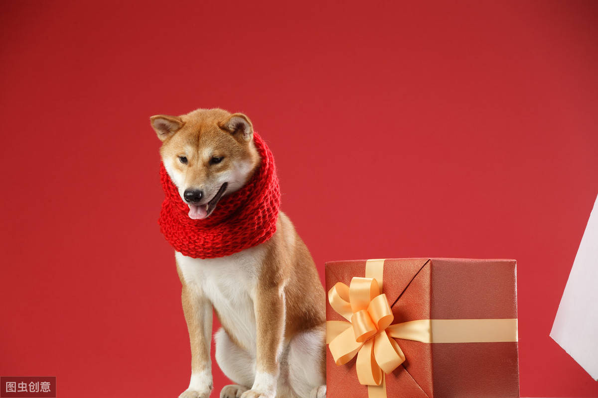 原创表情包柴犬与八公秋田犬大对比你更喜欢哪个