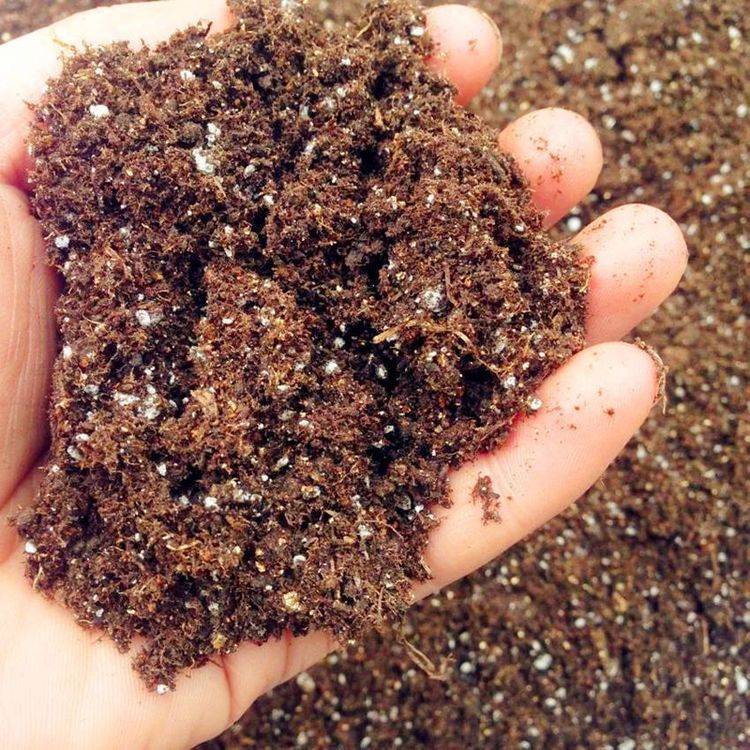 大家用什么手机app买球 养花高手对土壤要求