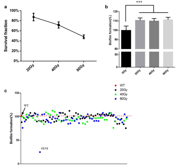 圖1. x射線對變異鏈球菌細胞活力和生物膜形成能力的影響