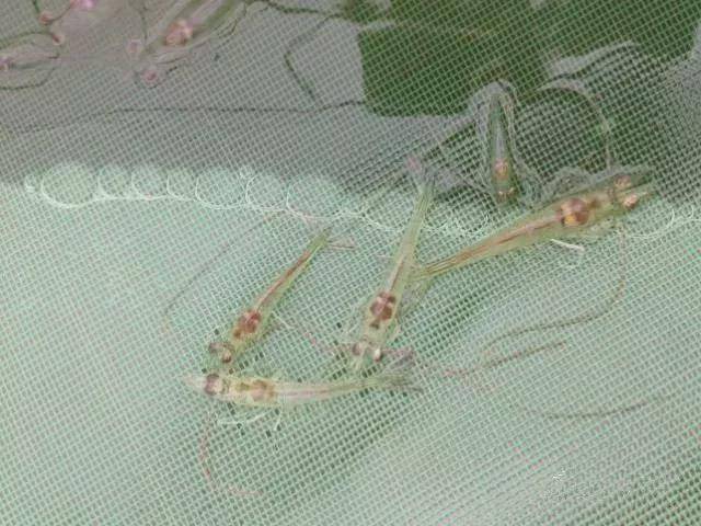 产品|为什么对虾肝脏容易发病?这些不明白你会后悔的!