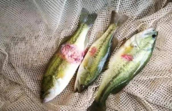 虹彩病毒越来越多样化,复杂化,如何快速的辨别,这几点要牢记!