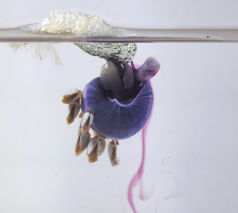 海蜗牛漂浮的旅行家