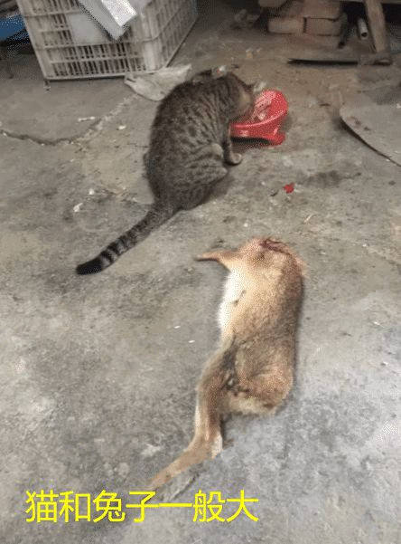猫咪|养的狸花猫专捉野兔，吃掉兔头后将兔肉送给主人：凭实力养活自己
