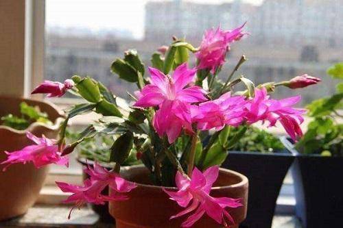 蟹爪兰怎么才能开很多花 a3fd1ed58a724b4ea11d4a31b8bbfa40.jpeg