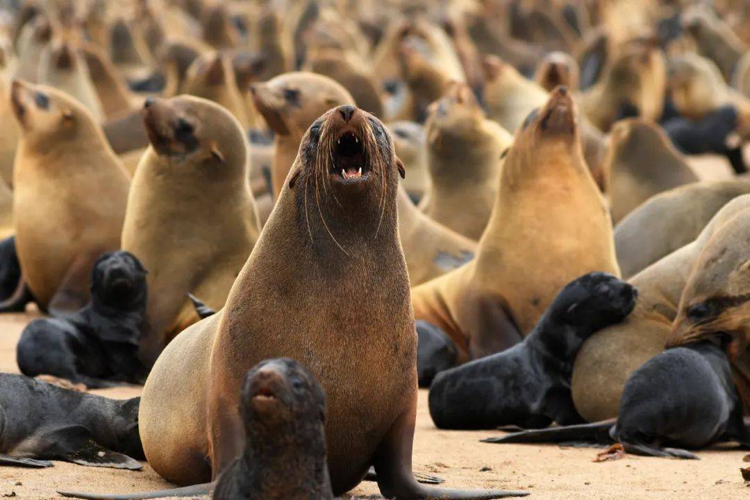 【嚎叫的海豹】纳米比亚海豹滩 王建乐/摄