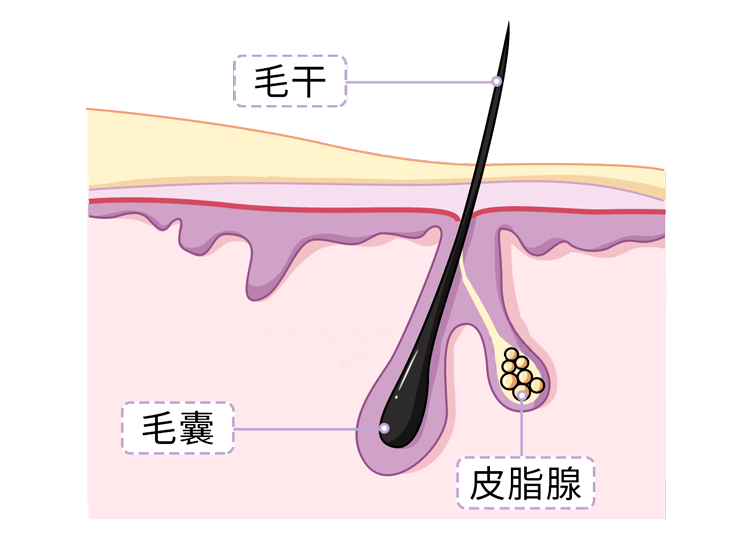头皮|早上洗完头，下午就出油？归根结底，原因在这！