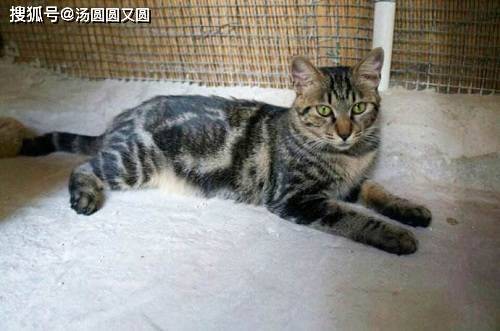 补充|【养宠小知识】狸花猫猫咪发腮