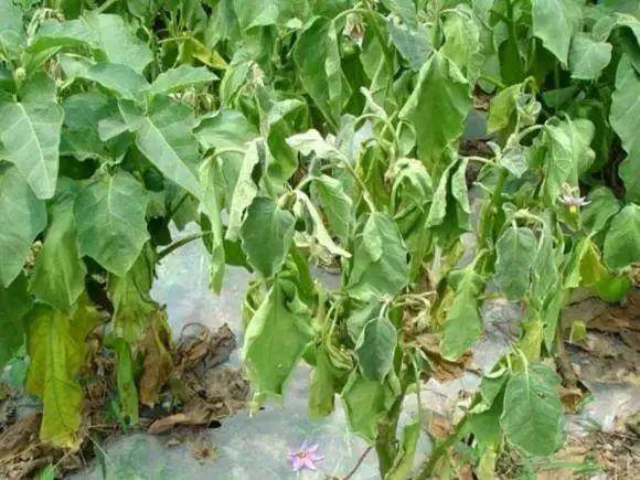 原创蔬菜青枯病的防治办法有哪些?